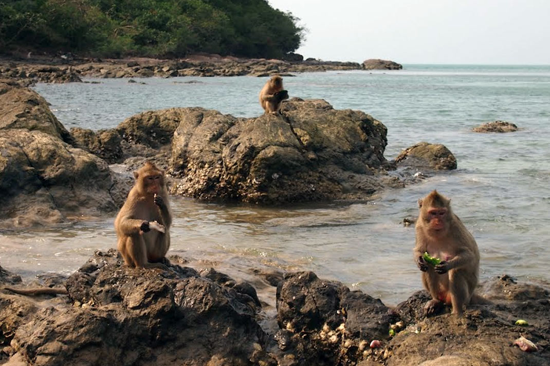 monkey island